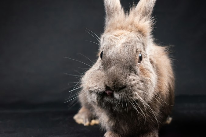 Dark Lionhead-type rabbit portrait showing a long upright mane