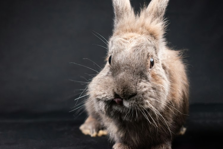 Dark Lionhead-type rabbit portrait showing a long upright mane