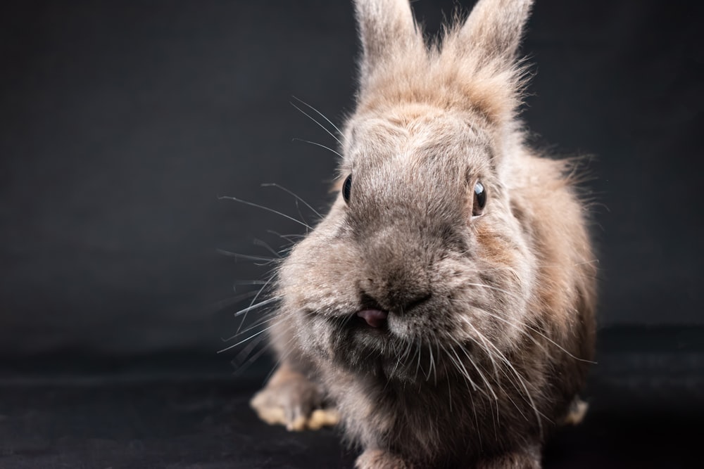 a close up of a rabbit on a black background