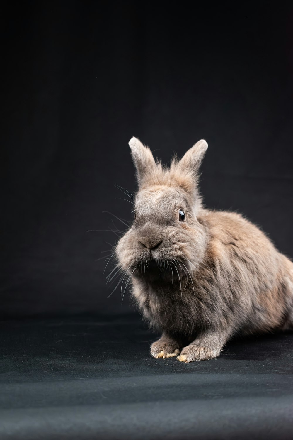 a small rabbit sitting on top of a black surface