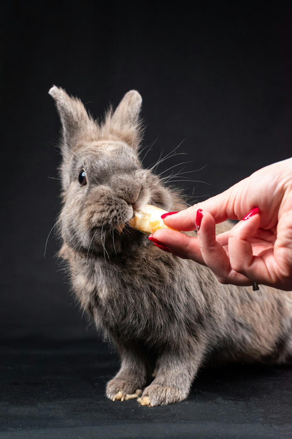 a person feeding a small rabbit with a piece of food