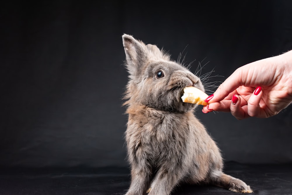 eine Person, die ein kleines Kaninchen mit einem Stück Futter füttert
