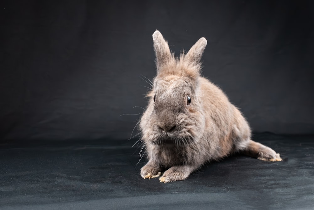 a small rabbit sitting on a black surface