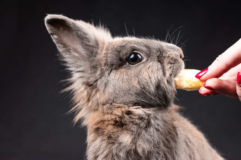 a person feeding a small rabbit a piece of food