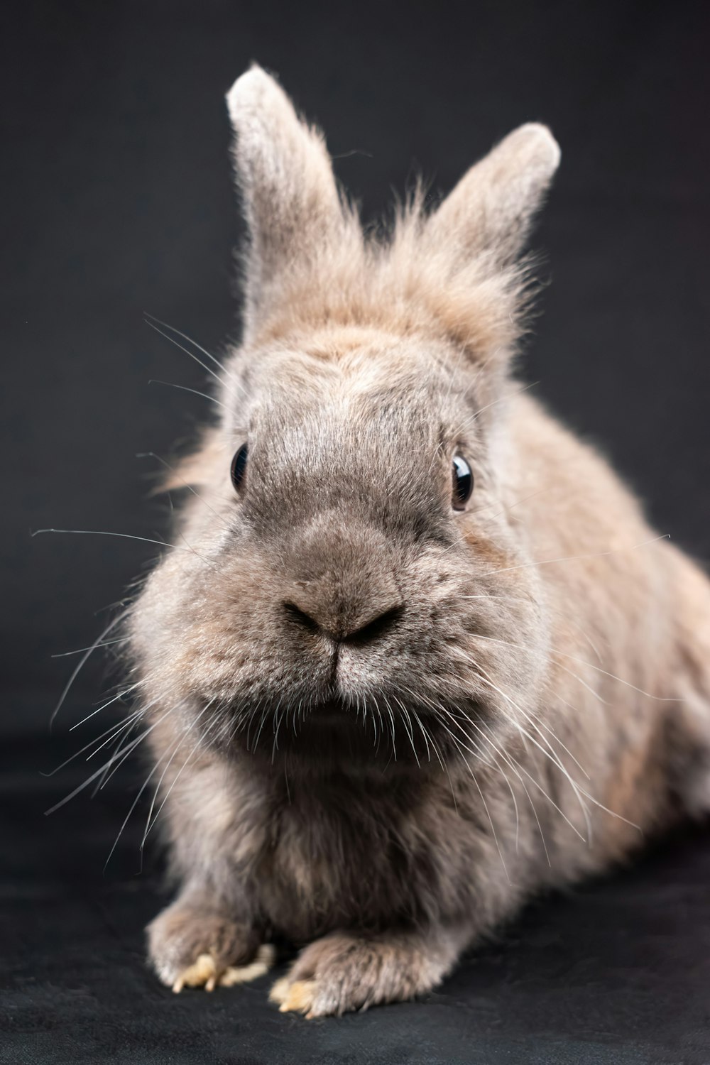 a close up of a rabbit on a black background