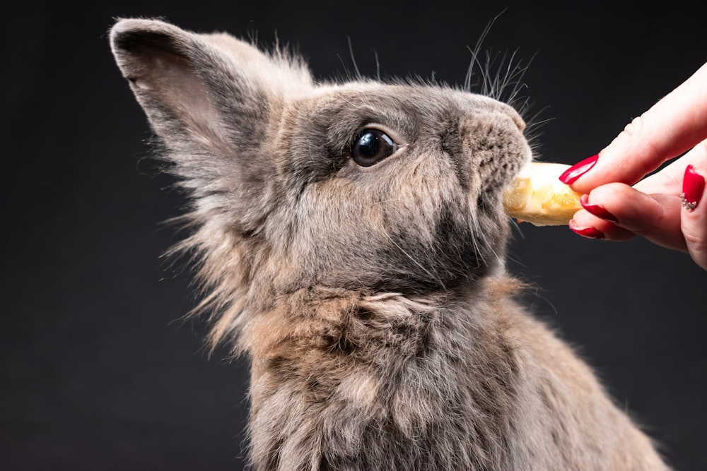 a person feeding a small rabbit a piece of food