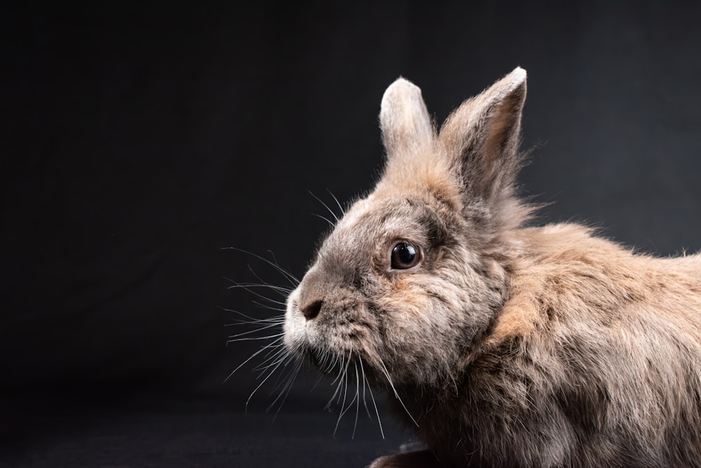 a close up of a rabbit on a black background