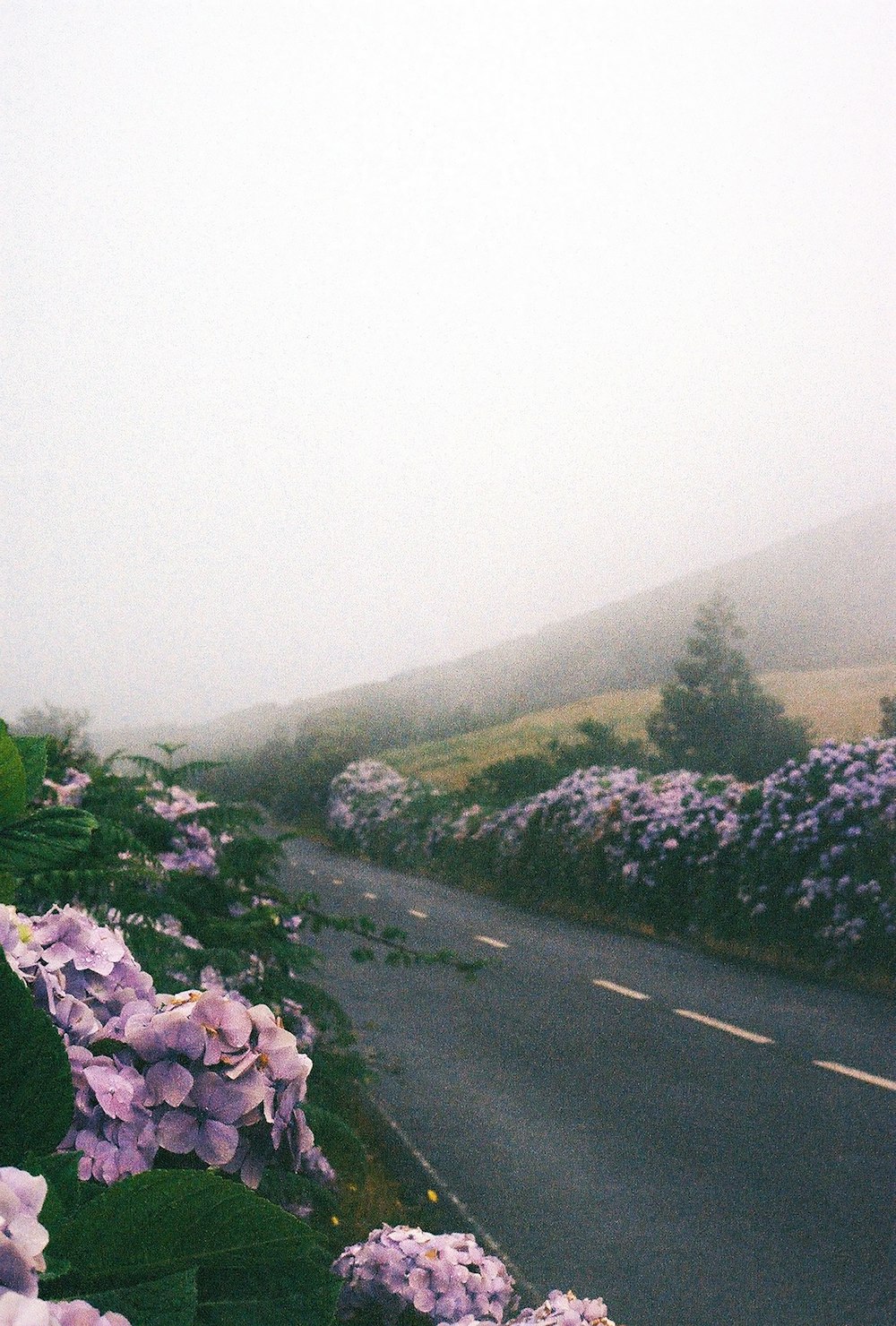 Des fleurs violettes bordent le bord d’une route par un jour de brouillard