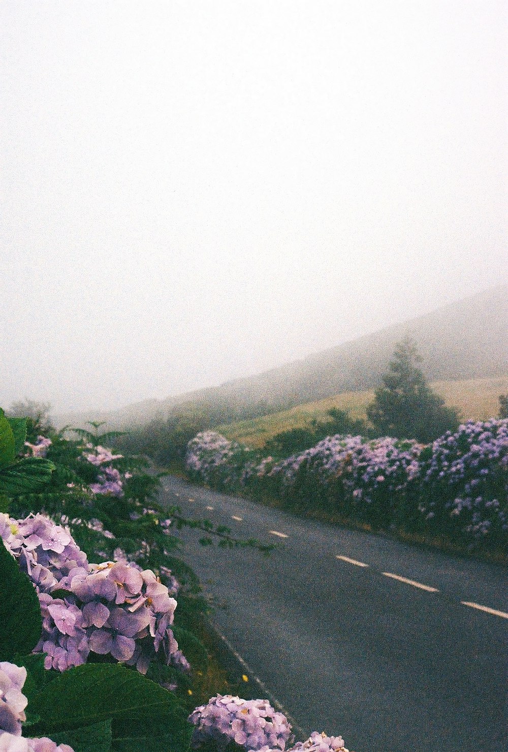 Flores púrpuras se alinean al costado de una carretera en un día de niebla