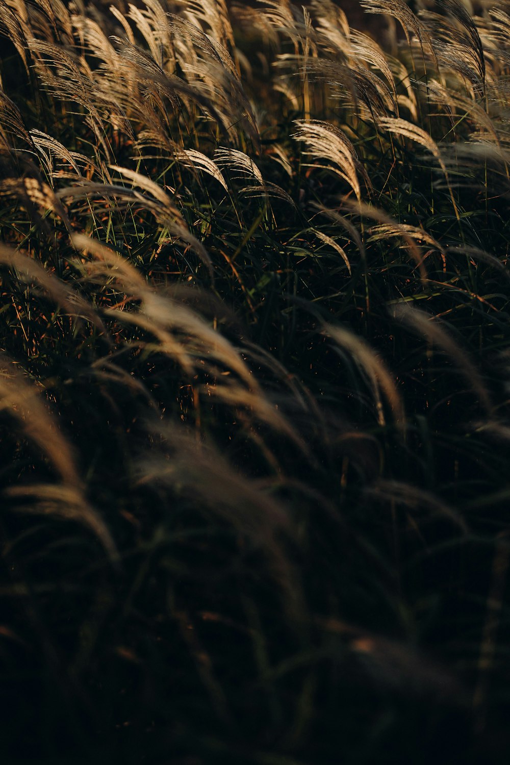 a bunch of tall grass blowing in the wind