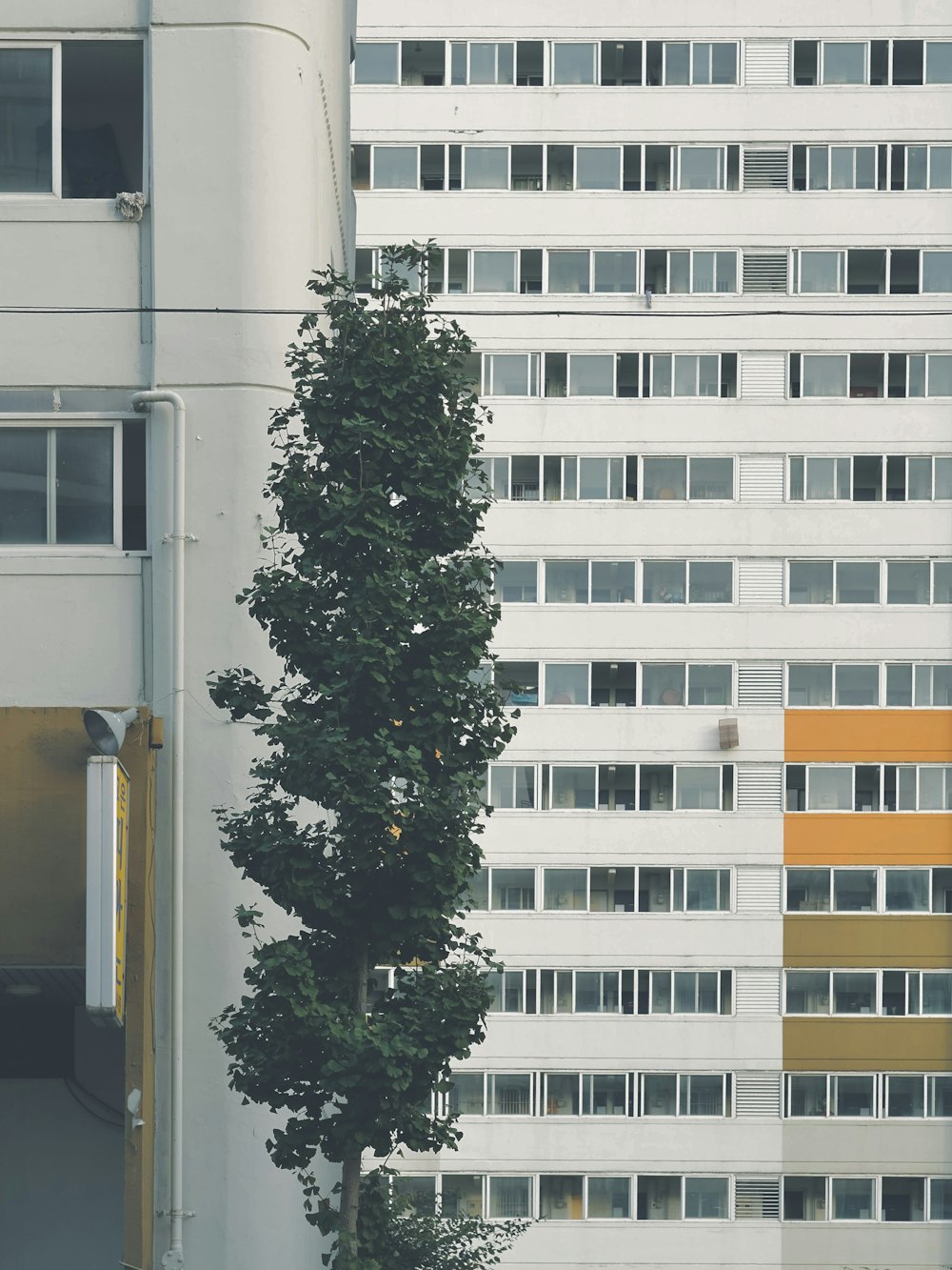 un edificio alto y blanco con un árbol frente a él