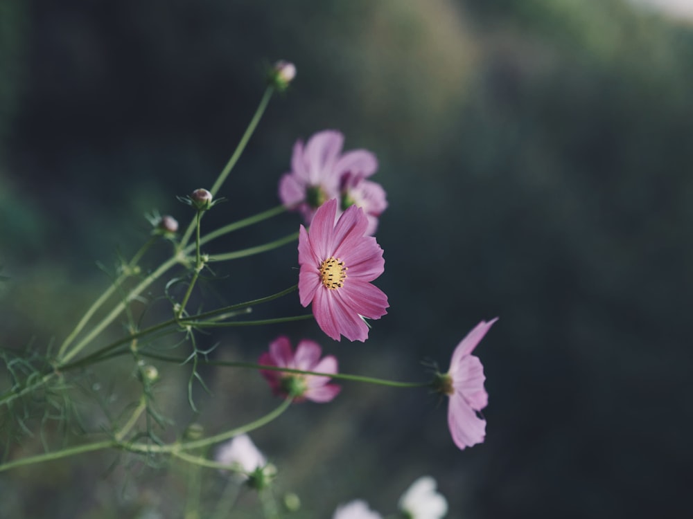 a bunch of pink flowers in a vase