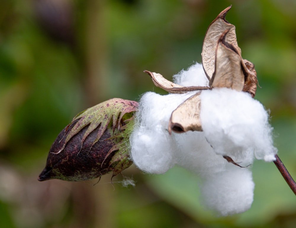 a close up of a cotton plant with a bug on it