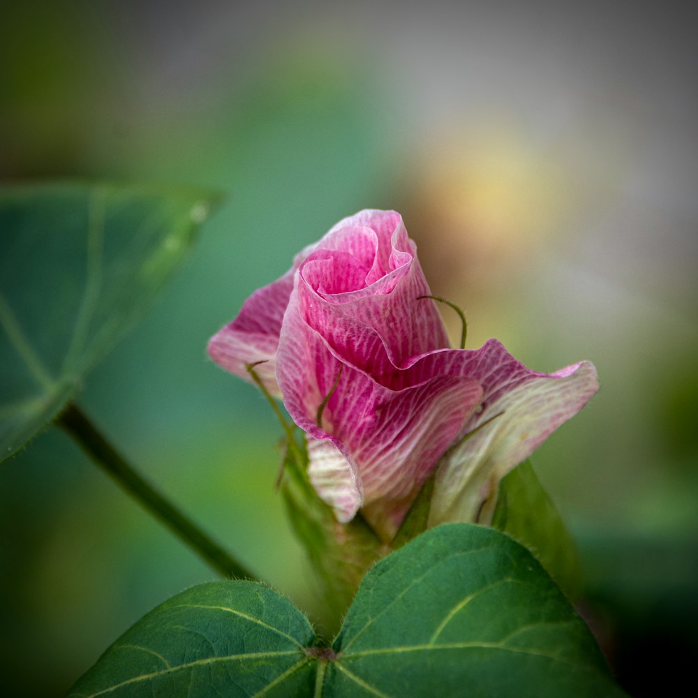 a pink flower with green leaves in the background