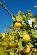 a tree filled with lots of ripe lemons