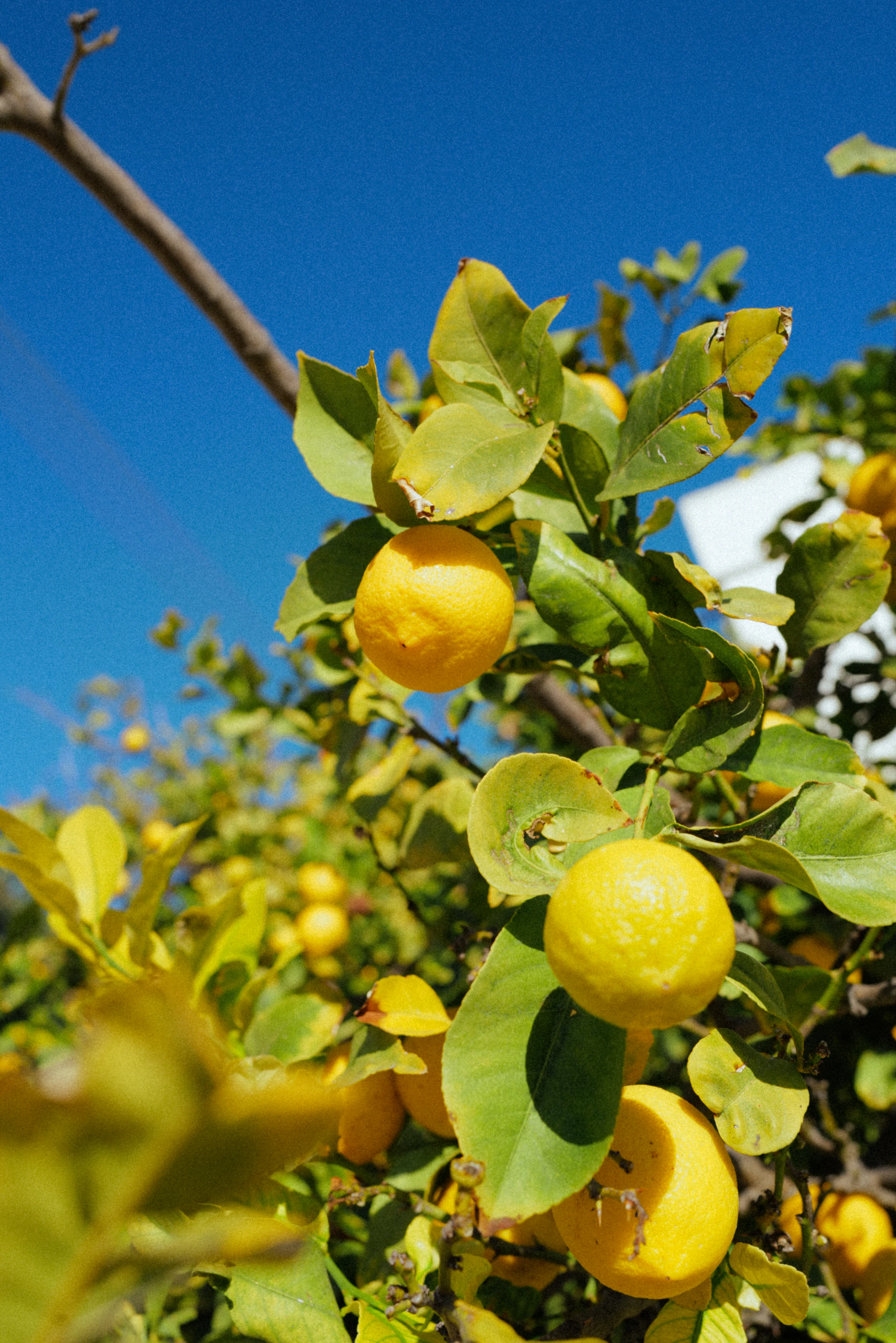 a tree filled with lots of ripe lemons