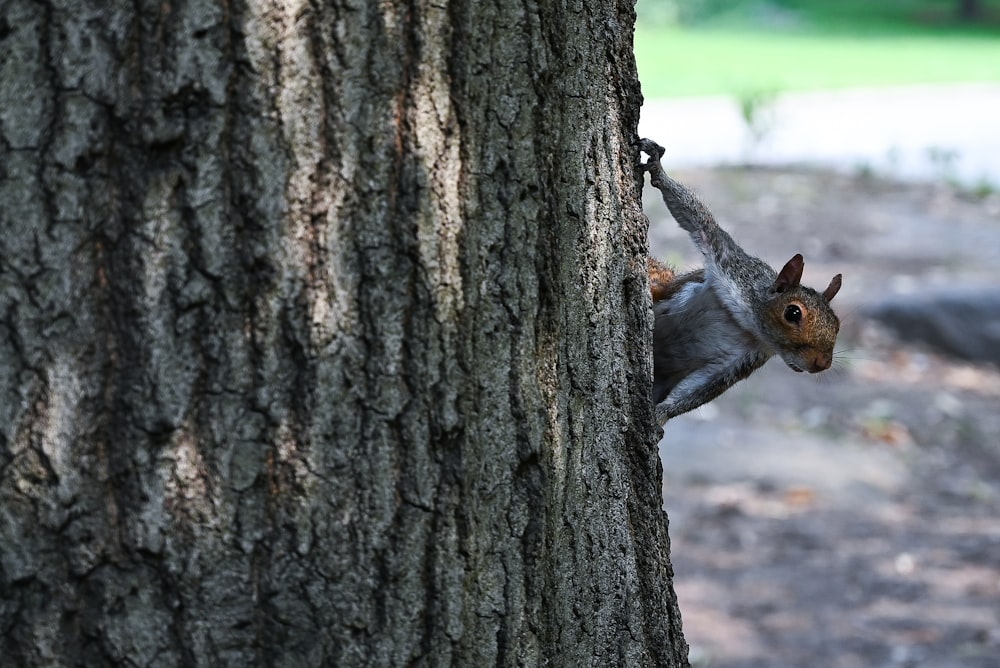 a squirrel hanging upside down on a tree