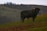 a black bull standing on top of a lush green hillside