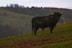 a black bull standing on top of a lush green hillside