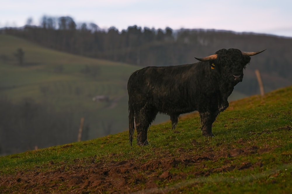 a black bull standing on top of a lush green hillside