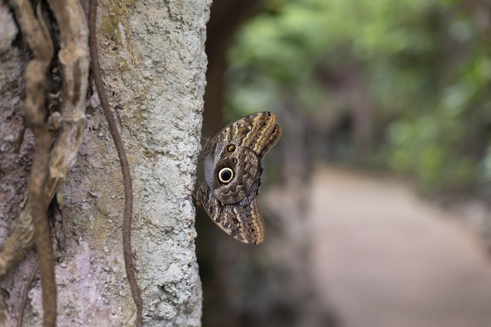 a butterfly sitting on the side of a tree