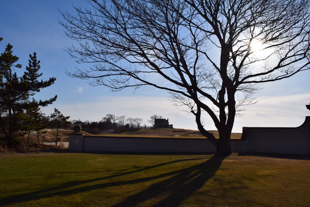 a tree casts a shadow on the grass