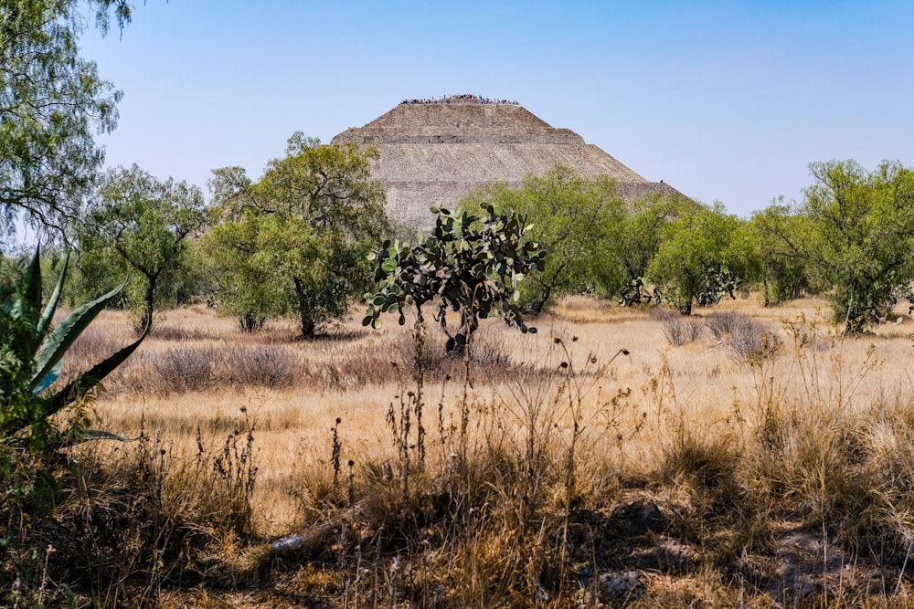a desert landscape with trees and a mountain in the background