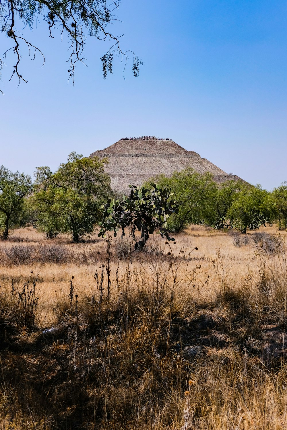 a tree in a field with a mountain in the background