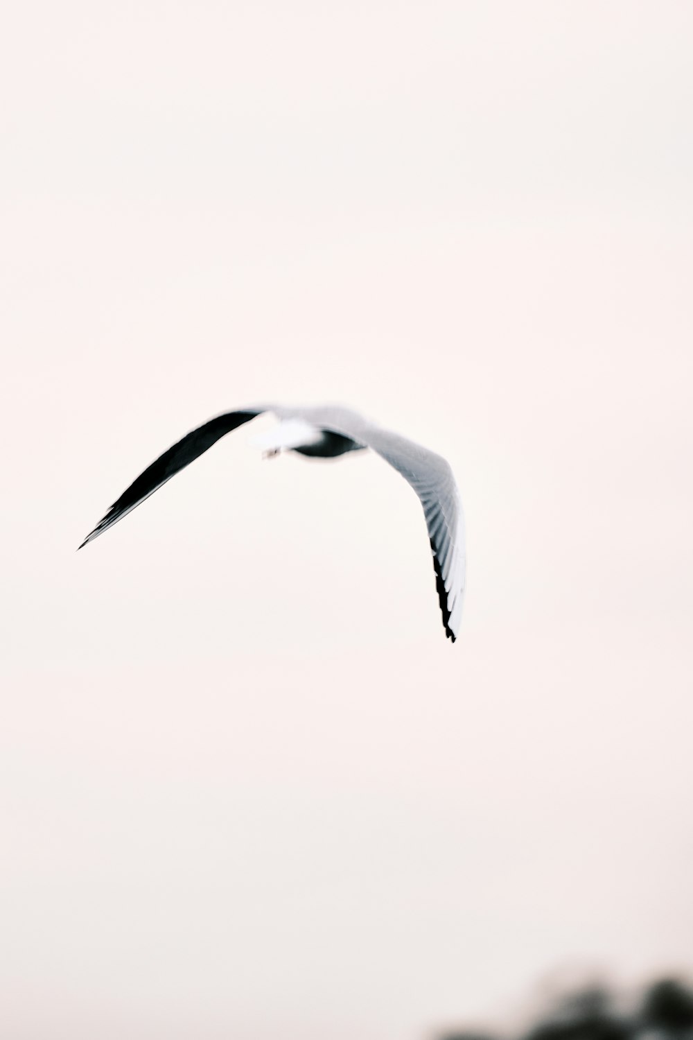un gabbiano che vola nel cielo con le ali spiegate