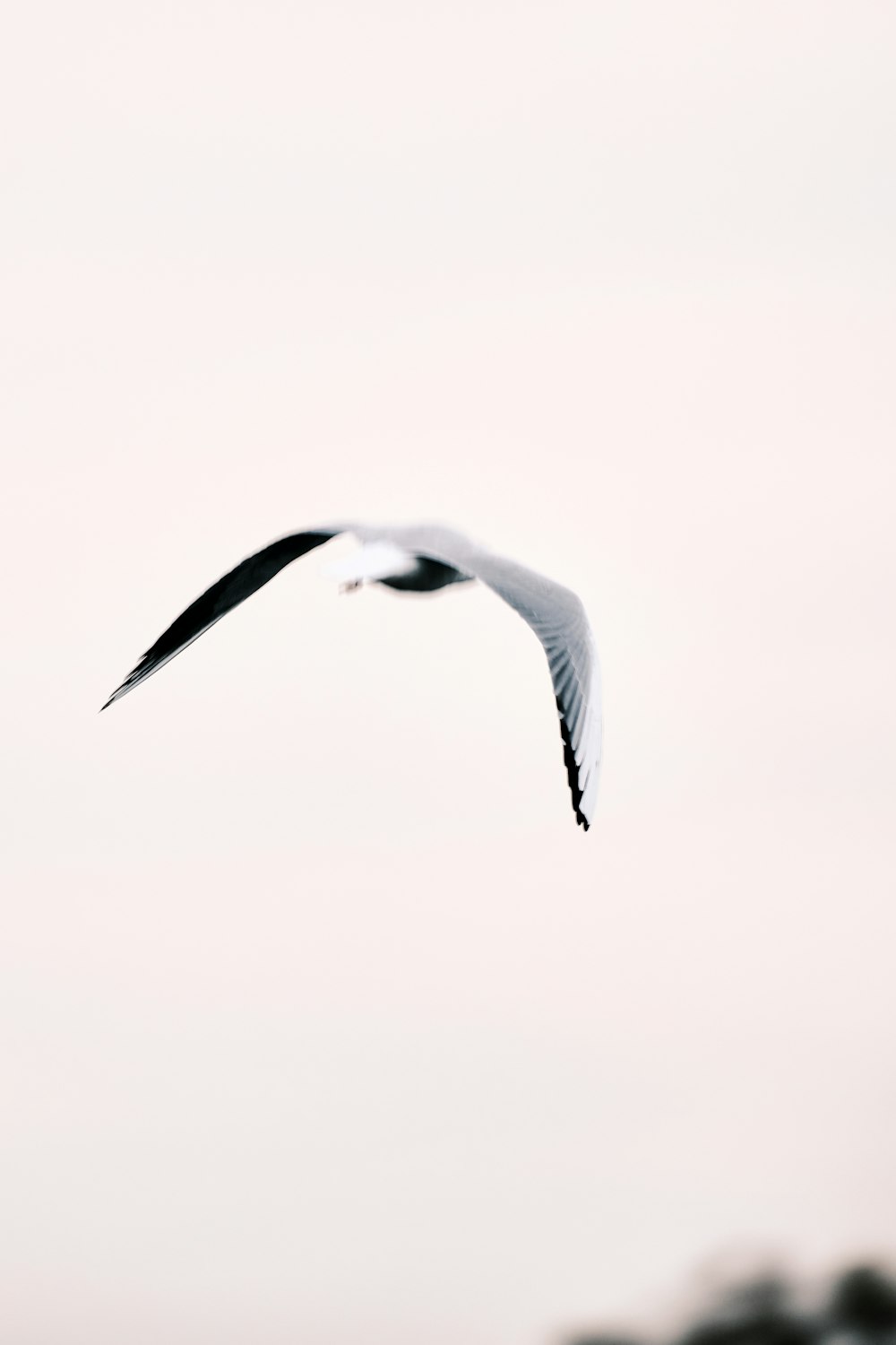 a seagull flying in the sky with its wings spread