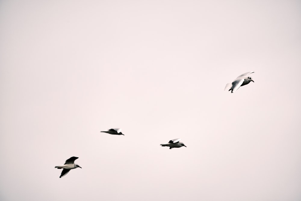 um bando de pássaros voando através de um céu nublado