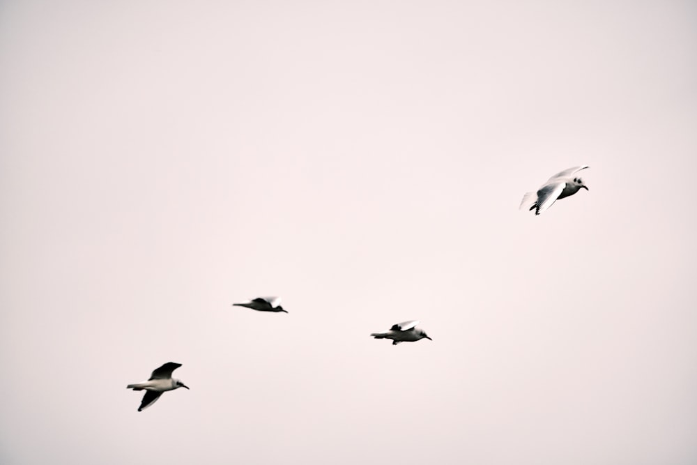 a flock of birds flying through a cloudy sky