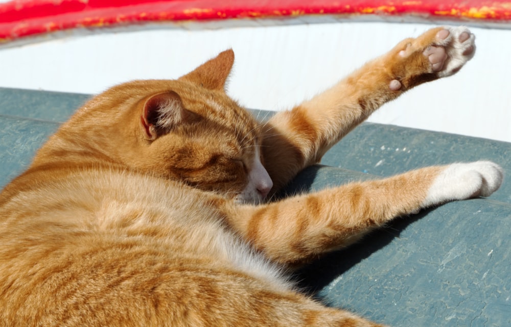 an orange cat laying on top of a pool