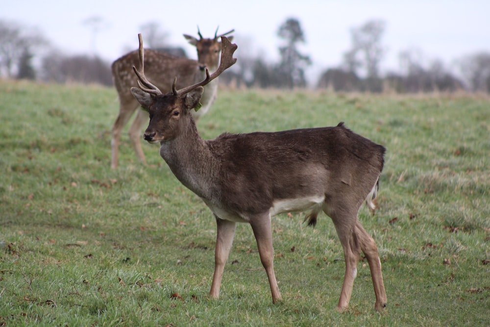 a couple of deer standing on top of a lush green field