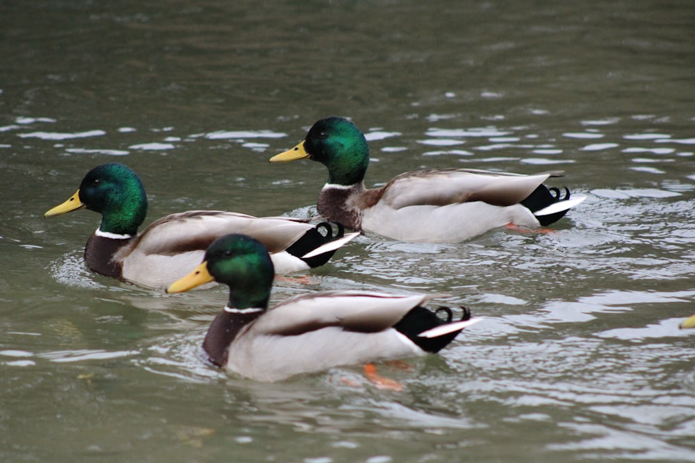 a group of ducks floating on top of a lake