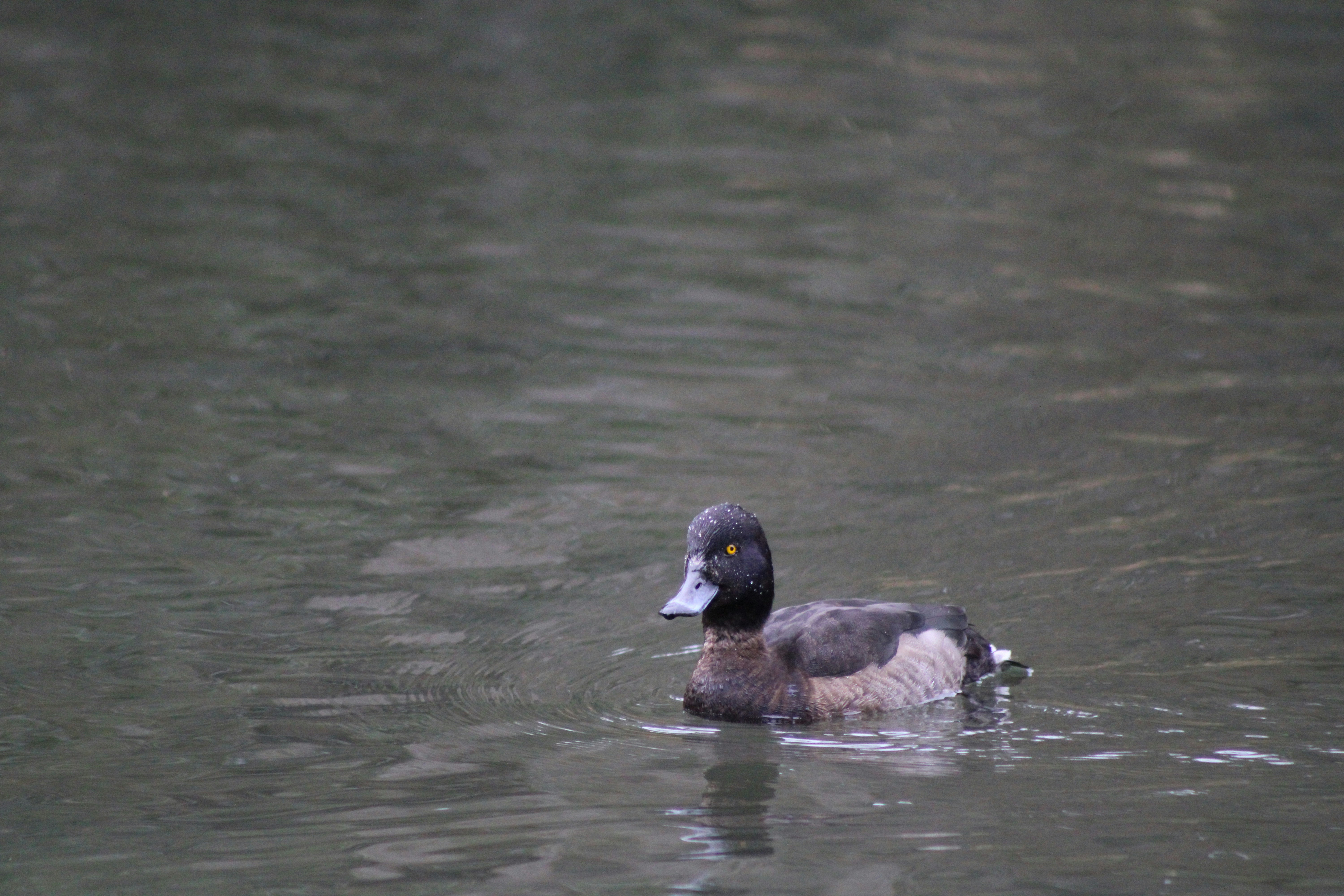 a duck floating on top of a body of water