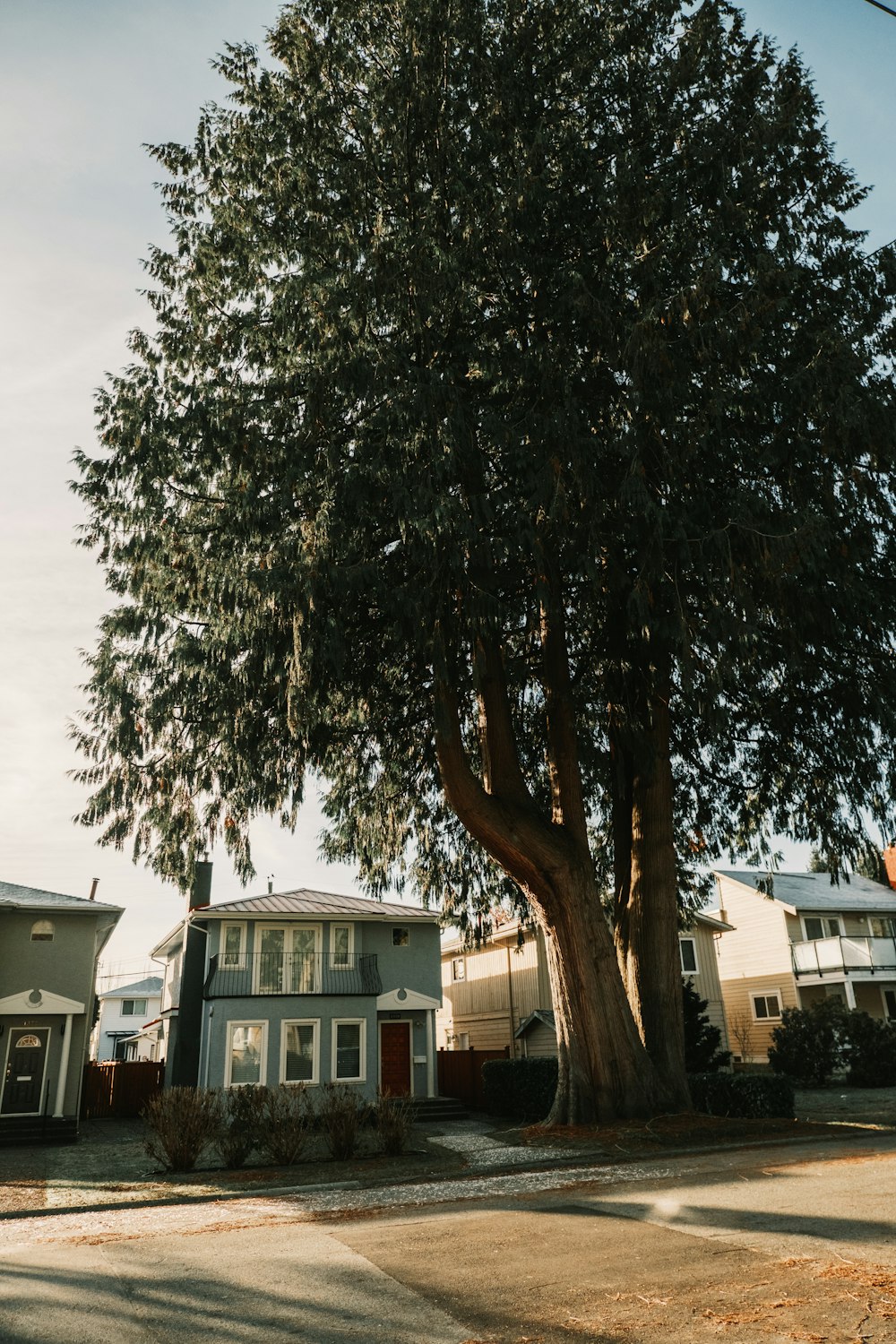 a large tree in front of some houses