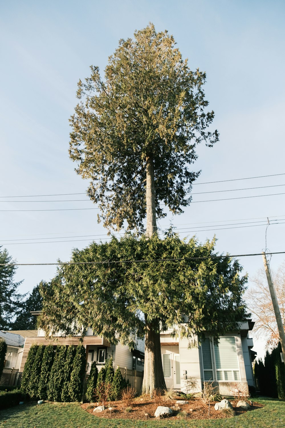 a large tree in front of a house