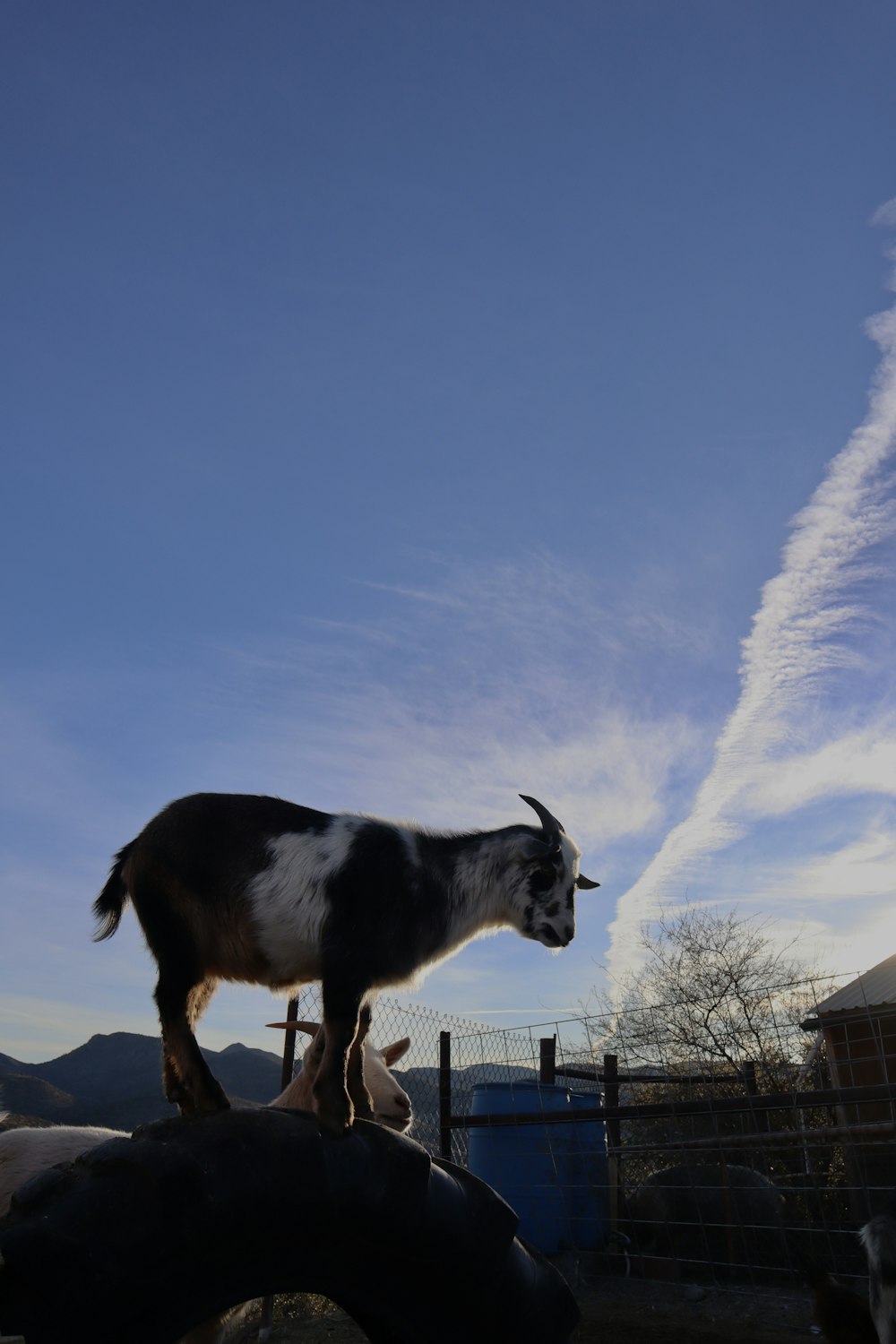 a goat standing on top of a rock in a fenced in area