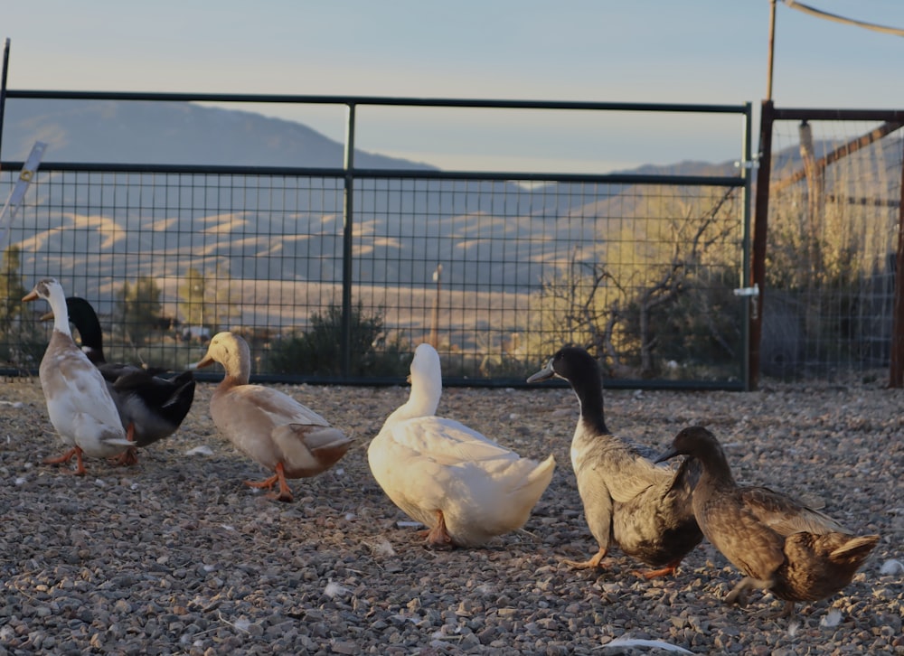 a group of ducks standing on top of a gravel field