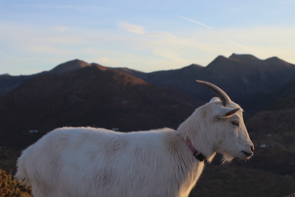 a white goat standing on top of a lush green hillside