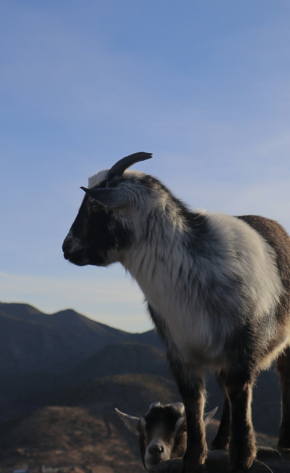 a mountain goat with long horns standing on a rock