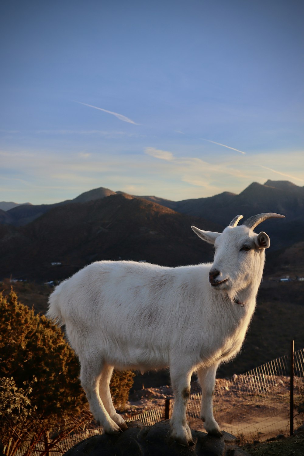 una capra bianca in piedi sulla cima di una collina