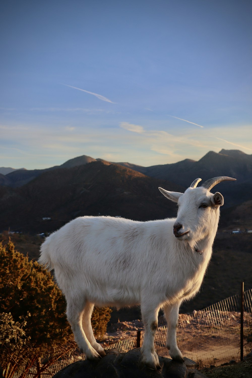 a white goat standing on top of a hill