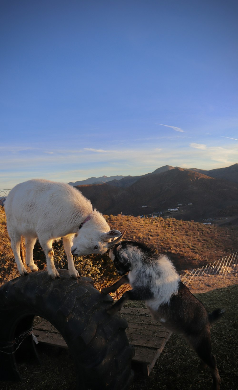 a goat and a goatling are playing on a tire