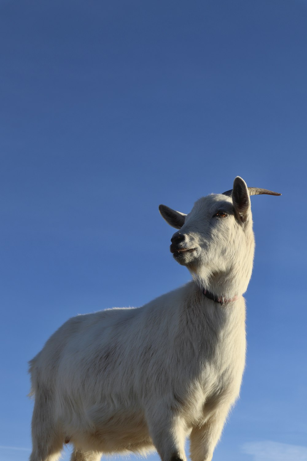 una capra bianca in piedi sulla cima di una collina
