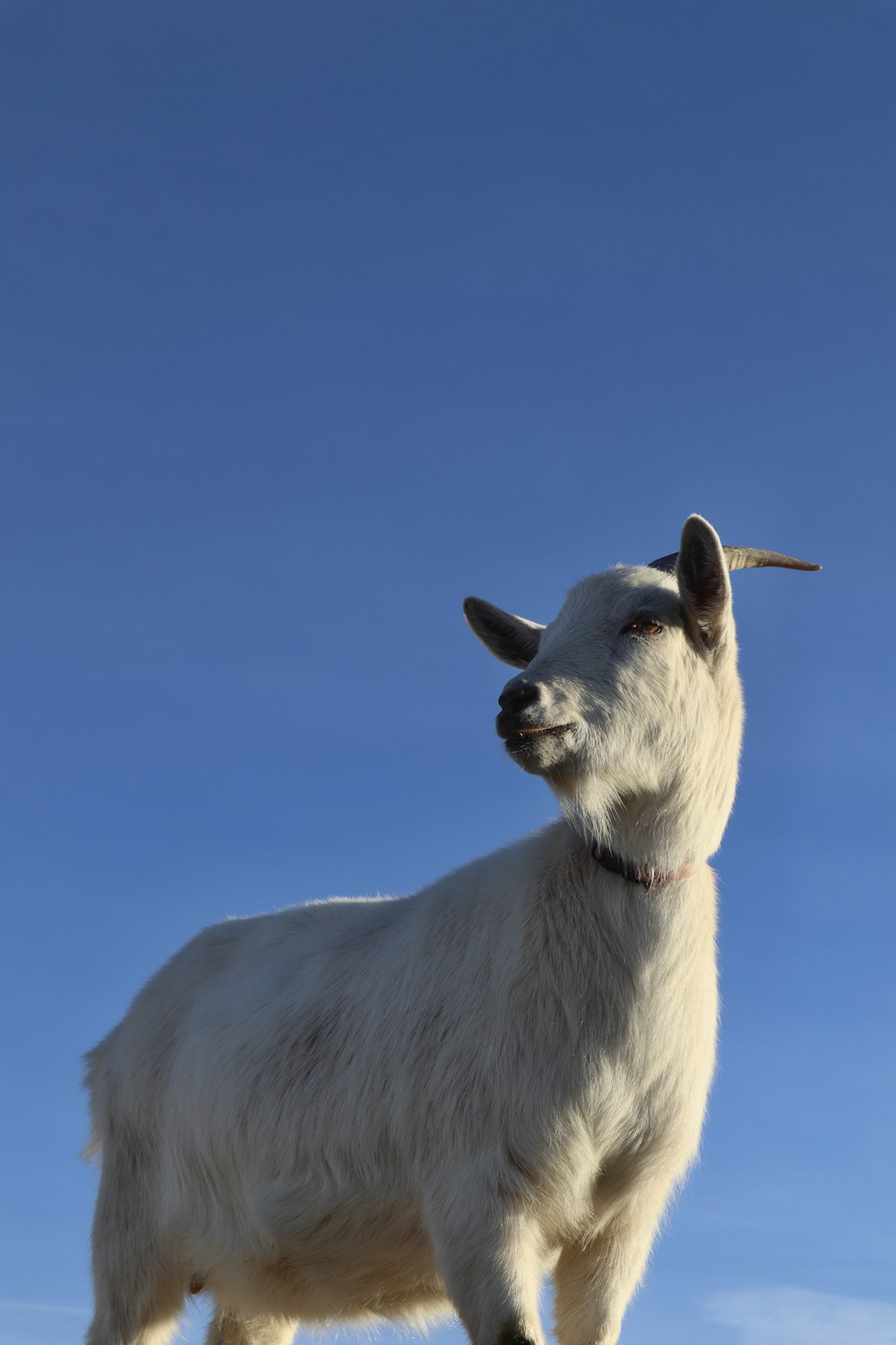 une chèvre blanche debout au sommet d’une colline