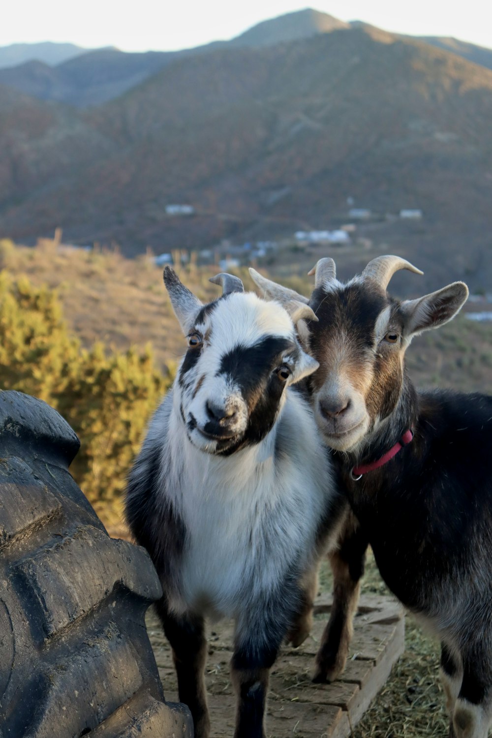 two goats standing next to each other near a tire