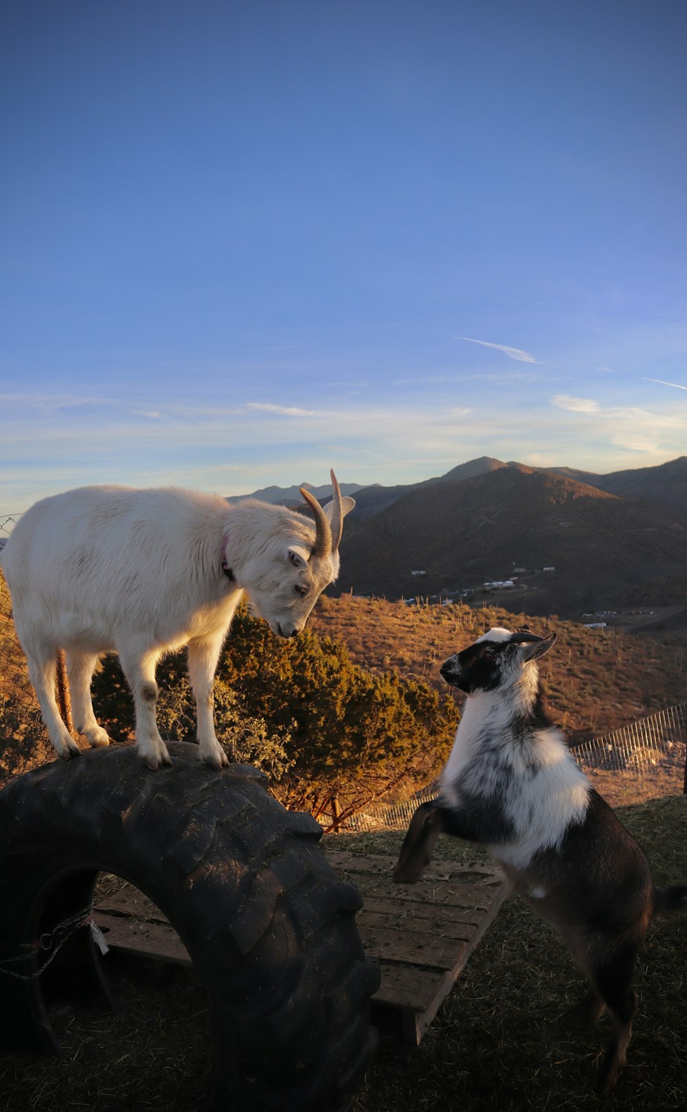 une chèvre debout sur un pneu à côté d’une autre chèvre