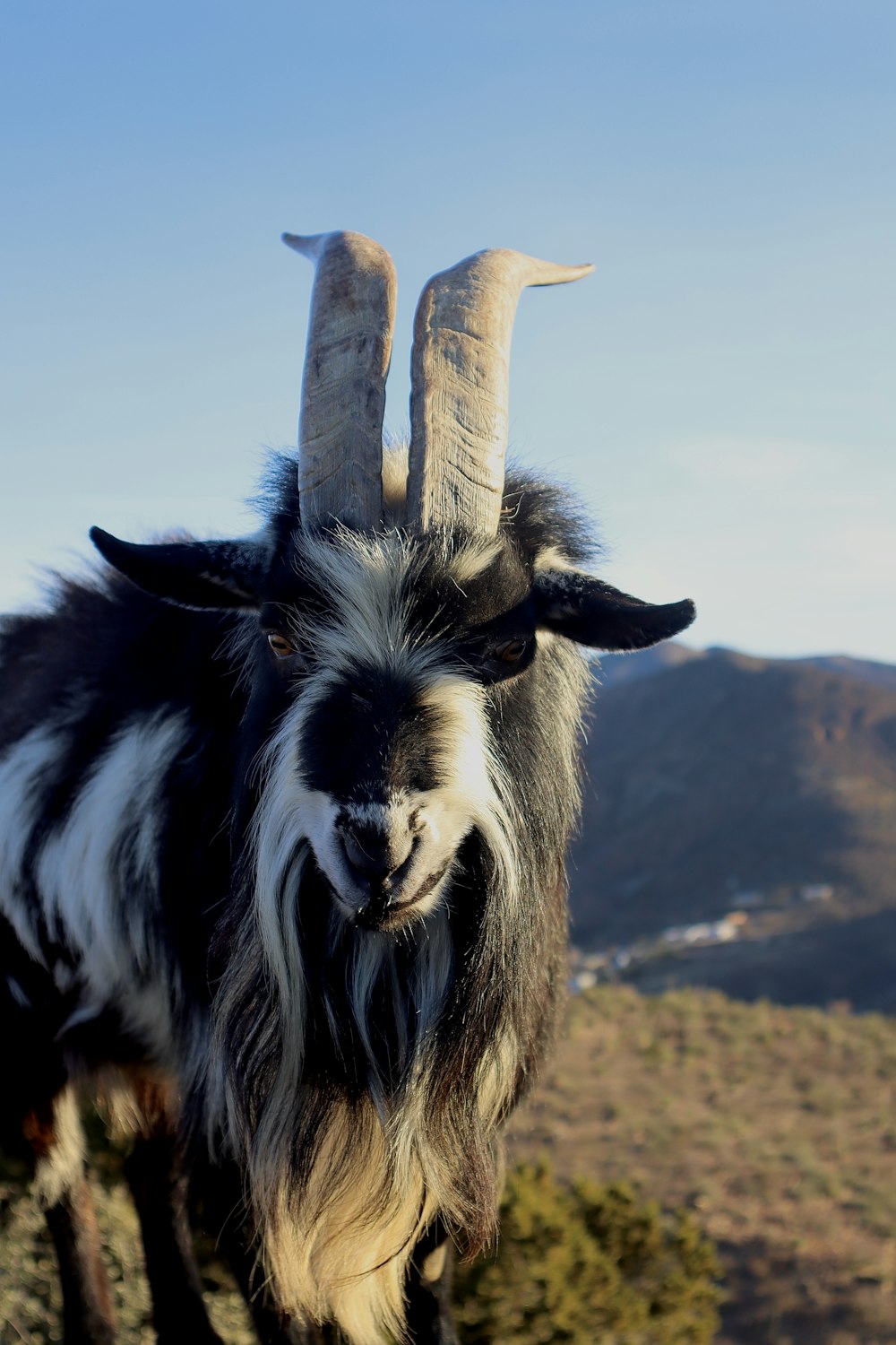 a black and white goat with long horns